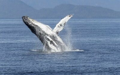 20 februari – Wereld Walvissendag