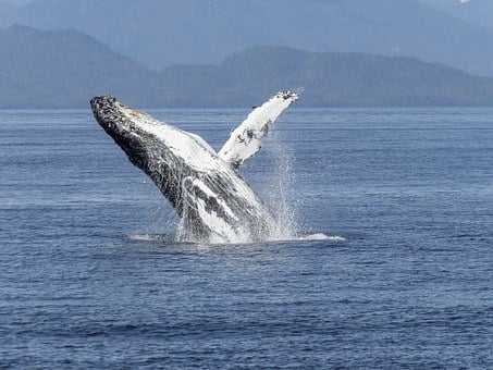 20 februari – Wereld Walvissendag