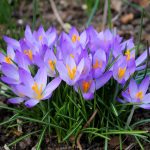 Crocus